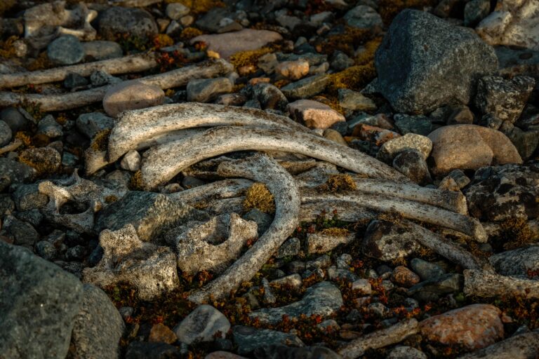 pexels-photo-27046818-27046818-2